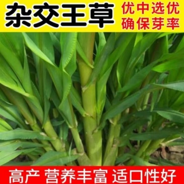 牧草王草种产量高耐旱耐贫南北均可种植口感好牛羊都爱吃