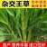 牧草王草种产量高耐旱耐贫南北均可种植口感好牛羊都爱吃