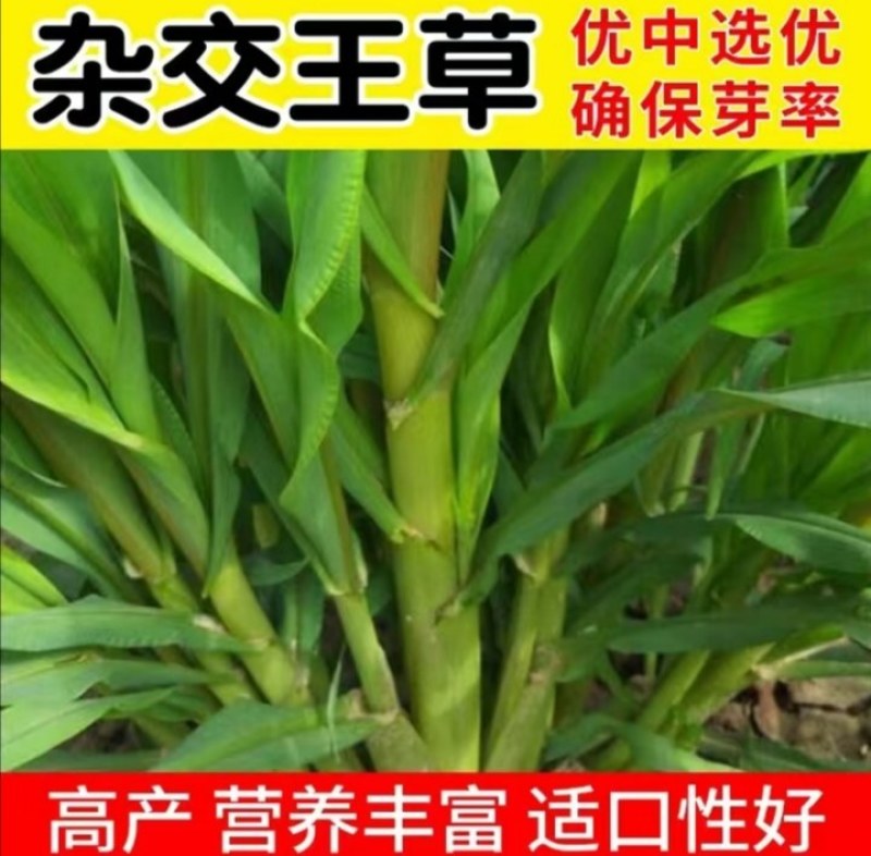 牧草王草种产量高耐旱耐贫南北均可种植口感好牛羊都爱吃