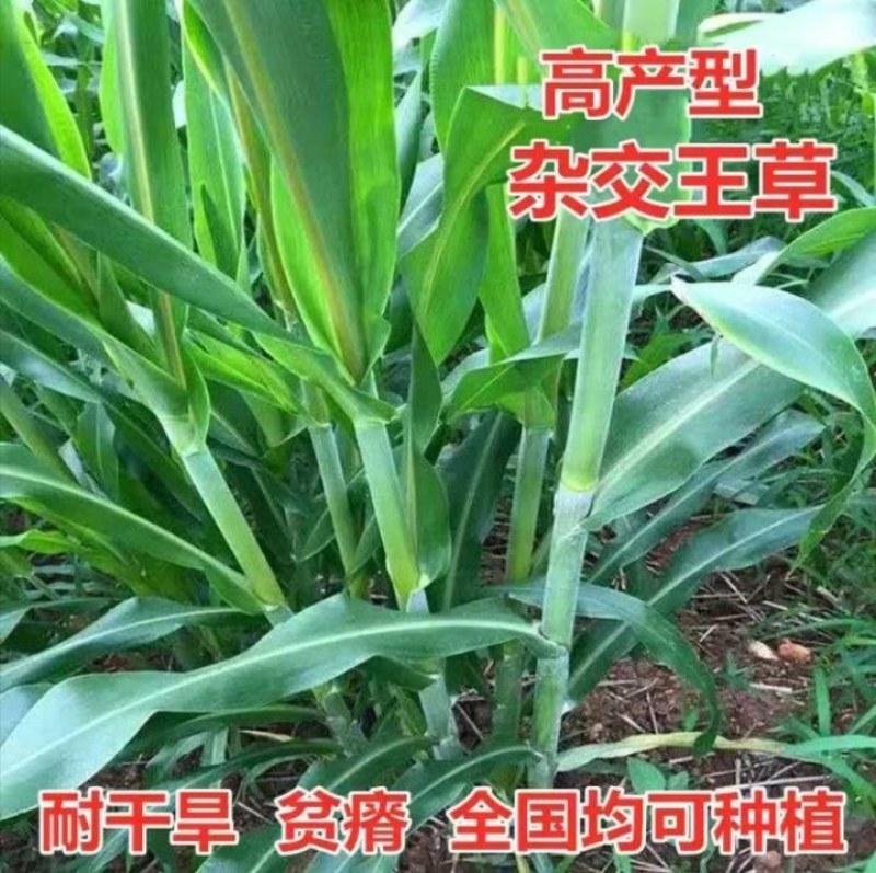 牧草王草种产量高耐旱耐贫南北均可种植口感好牛羊都爱吃