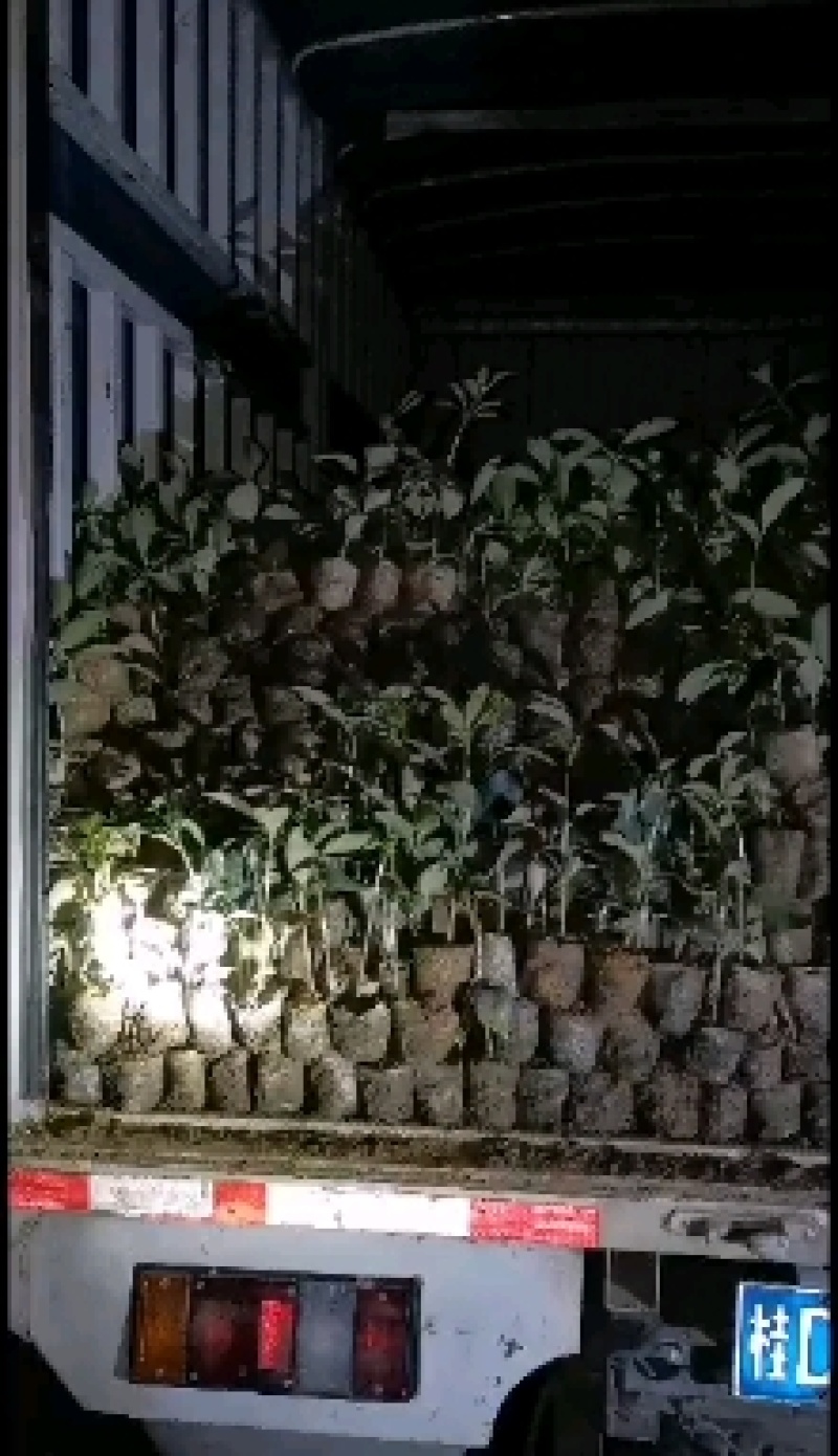 藤县古龙大红八角嫁接苗，营养杯苗原生地苗
