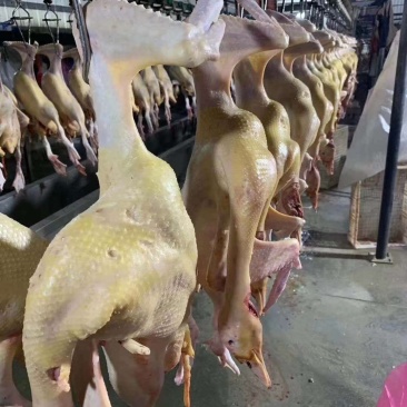 红嘴雁批发，散养肉质鲜美营养丰富