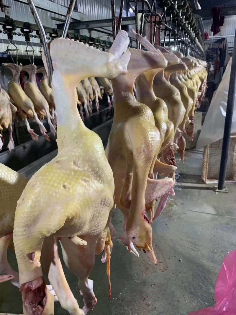 红嘴雁批发，散养肉质鲜美营养丰富