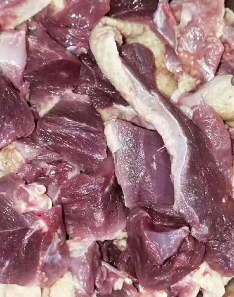 红嘴雁批发，散养肉质鲜美营养丰富