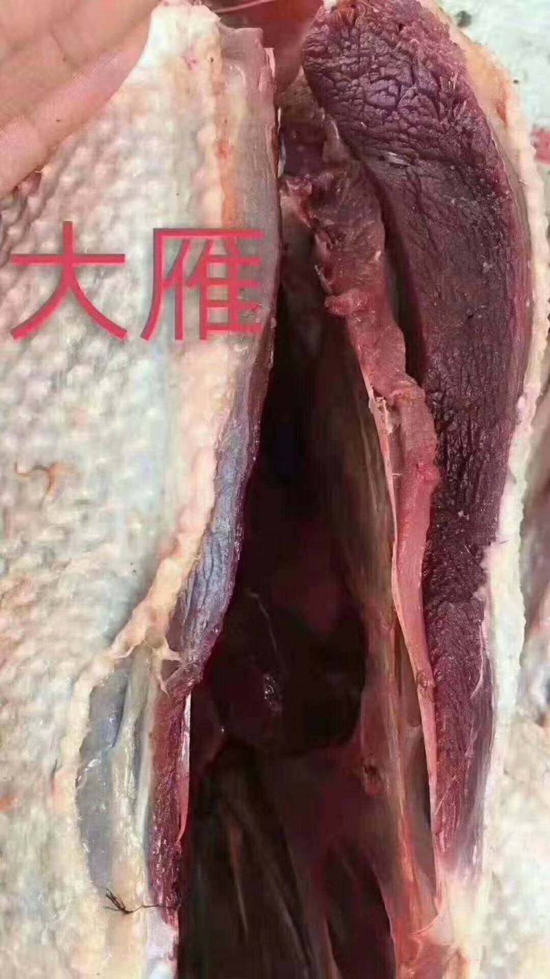 红嘴雁批发，散养肉质鲜美营养丰富
