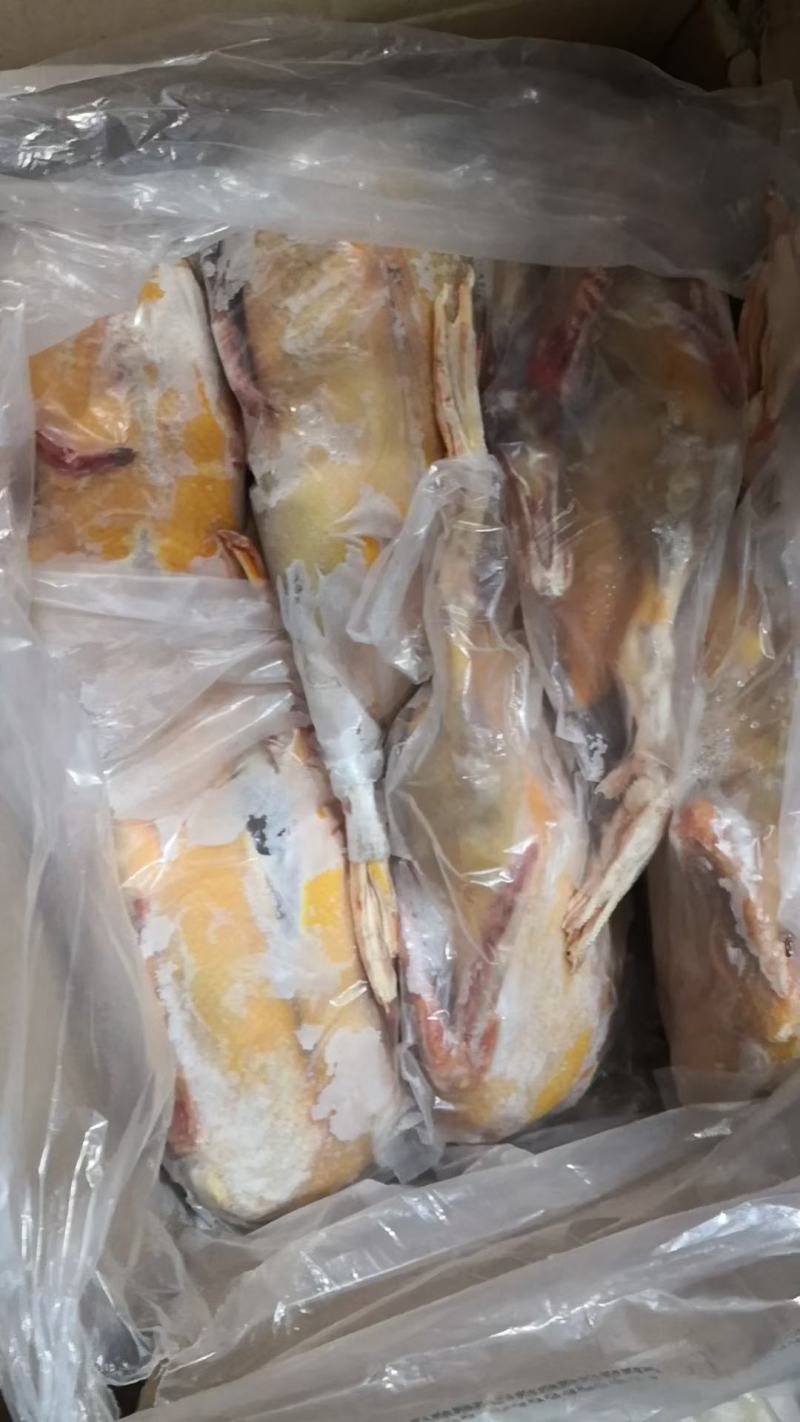 红嘴雁批发，散养肉质鲜美营养丰富
