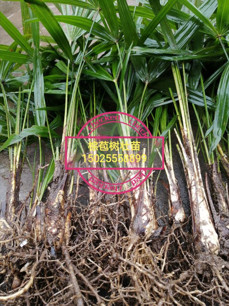 棕苞棕壮苗棕苞棕树苗棕树苗棕苞树苗食用棕苞棕树苗