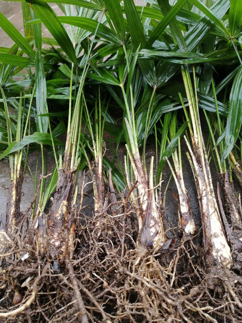 棕苞棕壮苗棕苞棕树苗棕树苗棕苞树苗食用棕苞棕树苗
