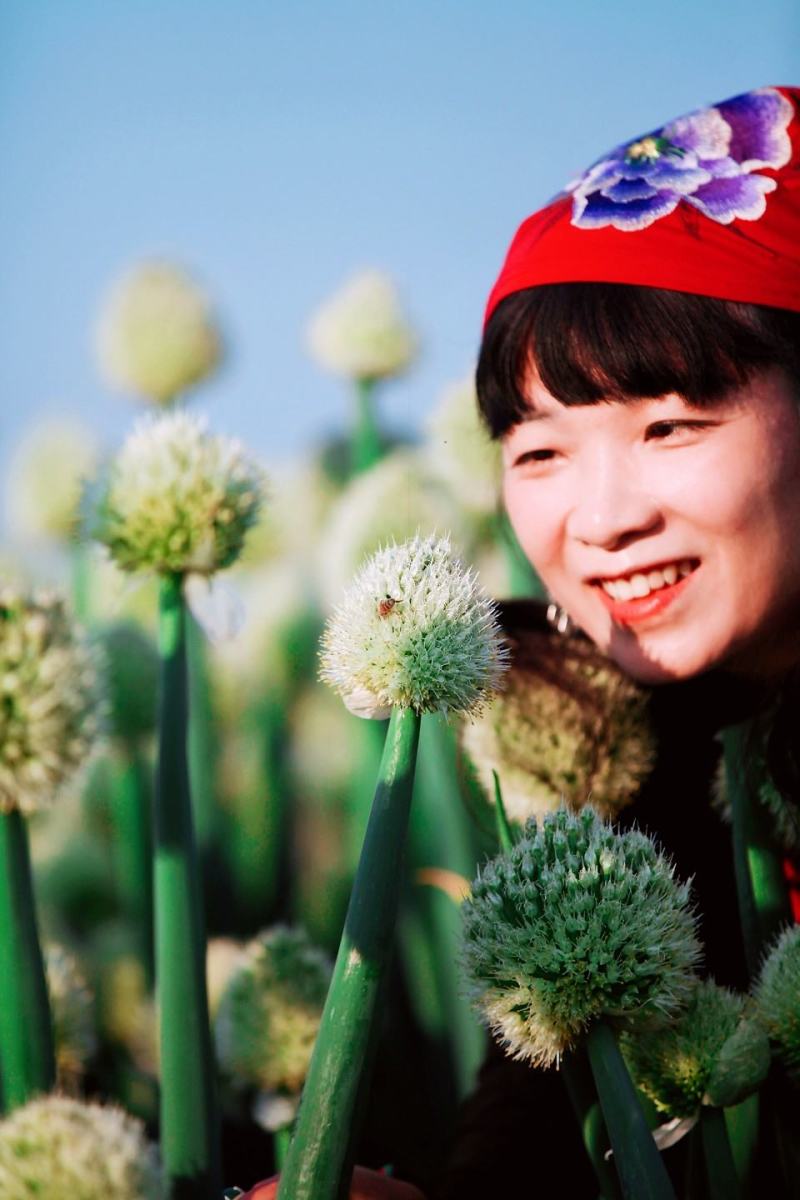 原装进口刚葱铁杆葱四季种植免费技术指导厂家直销