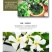 银丝风车茉莉花爬藤花卉虎头茉莉白茉莉双色茉莉四季常青盆栽