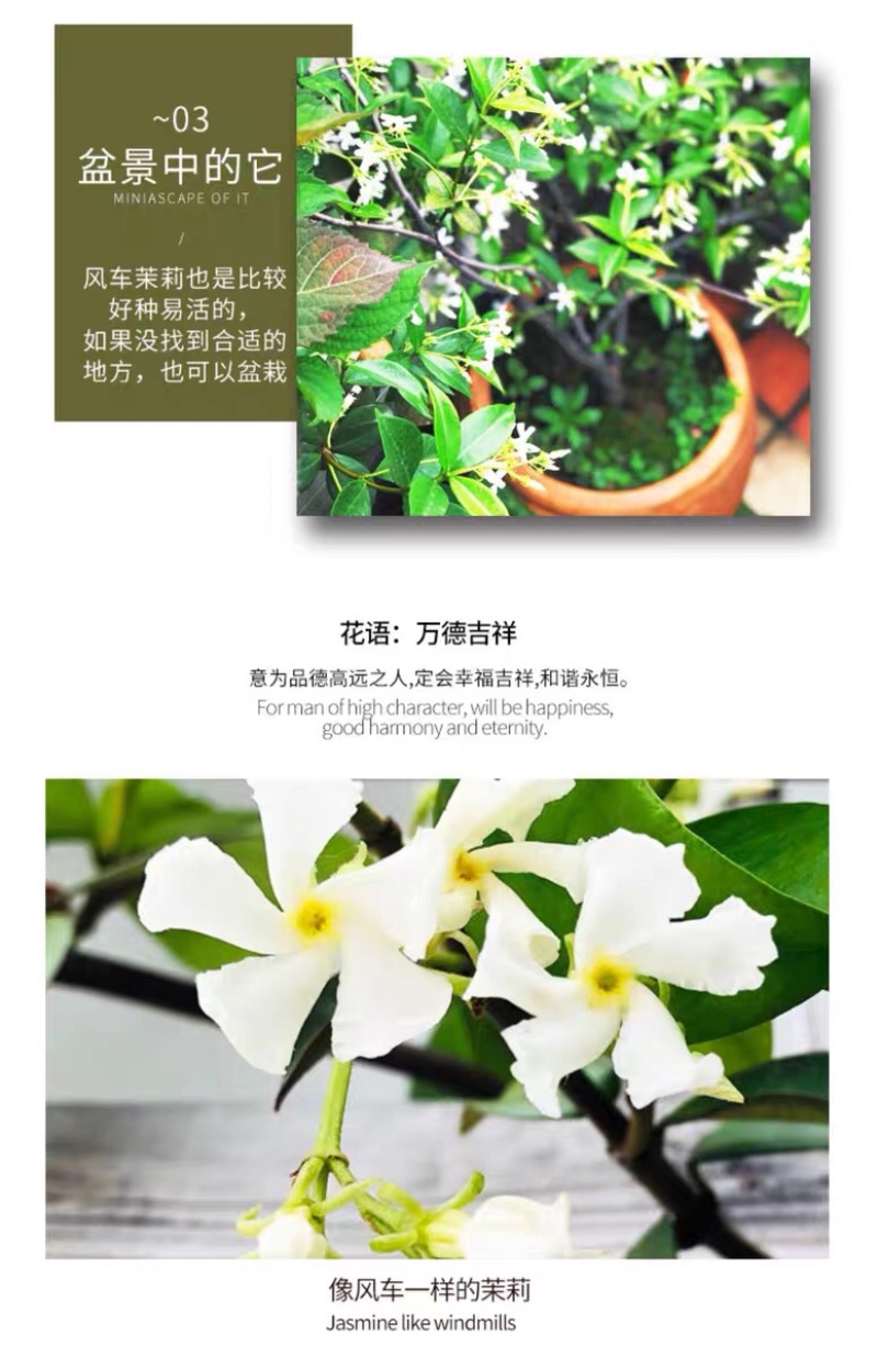 银丝风车茉莉花爬藤花卉虎头茉莉白茉莉双色茉莉四季常青盆栽