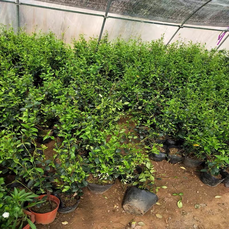 银丝风车茉莉花爬藤花卉虎头茉莉白茉莉双色茉莉四季常青盆栽