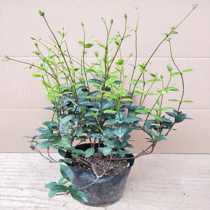 银丝风车茉莉花爬藤花卉虎头茉莉白茉莉双色茉莉四季常青盆栽