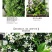 银丝风车茉莉花爬藤花卉虎头茉莉白茉莉双色茉莉四季常青盆栽