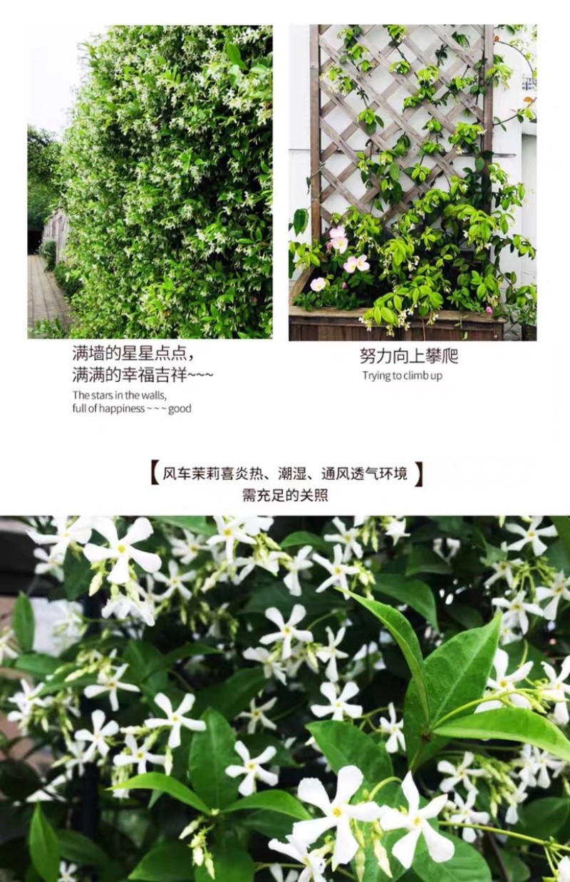 银丝风车茉莉花爬藤花卉虎头茉莉白茉莉双色茉莉四季常青盆栽