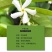 银丝风车茉莉花爬藤花卉虎头茉莉白茉莉双色茉莉四季常青盆栽