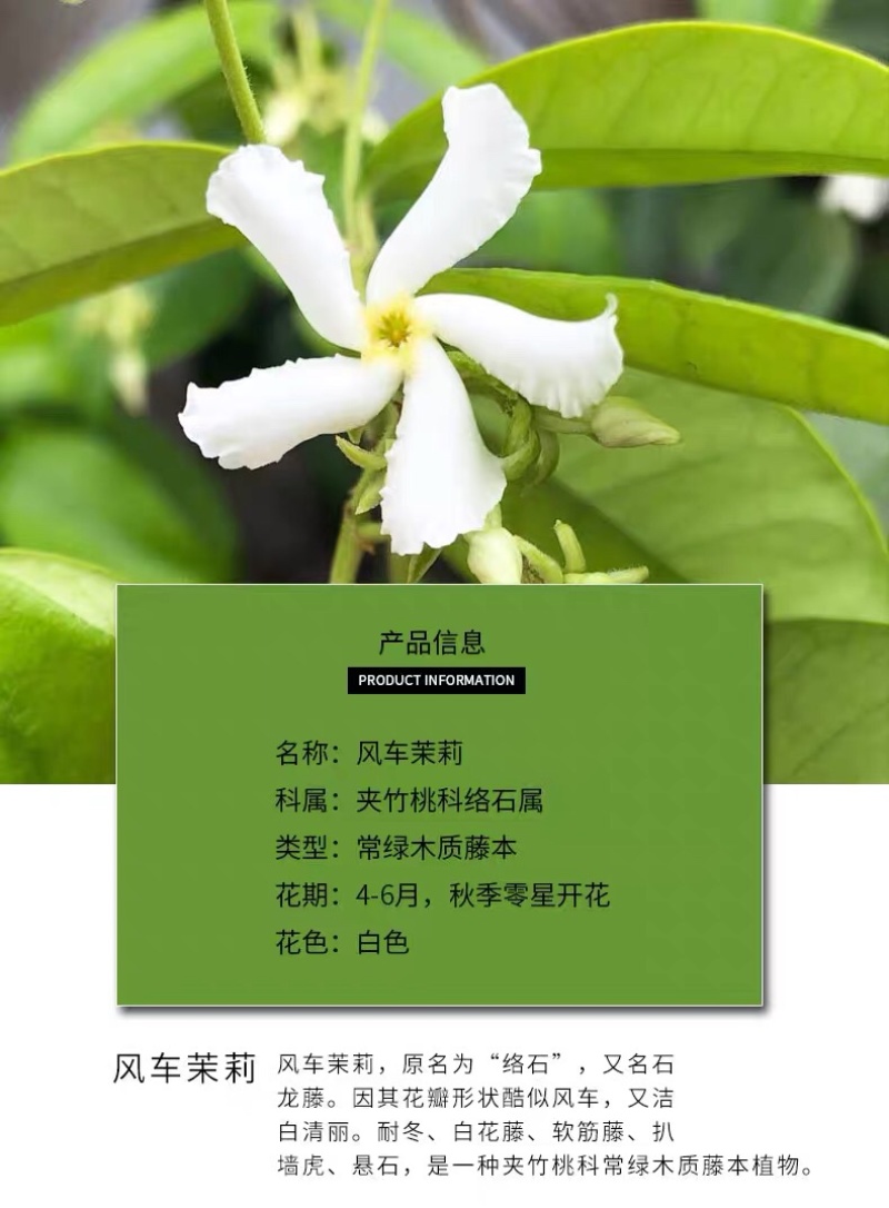 银丝风车茉莉花爬藤花卉虎头茉莉白茉莉双色茉莉四季常青盆栽