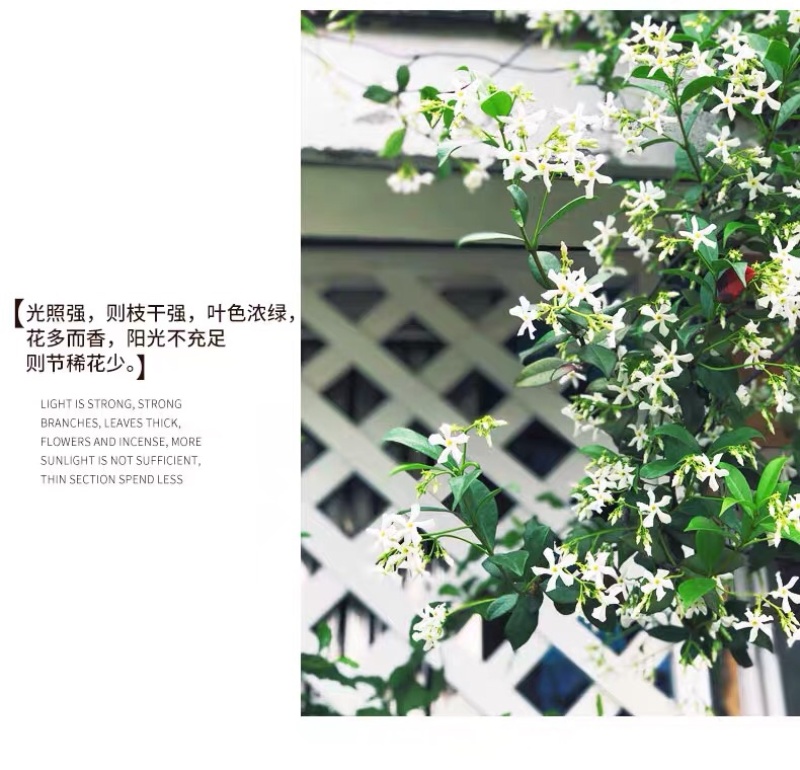 银丝风车茉莉花爬藤花卉虎头茉莉白茉莉双色茉莉四季常青盆栽