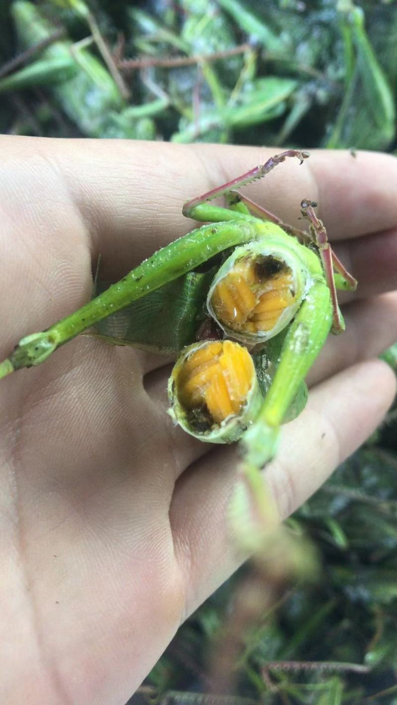 登倒山，棉蝗，大绿蚂蚱销售