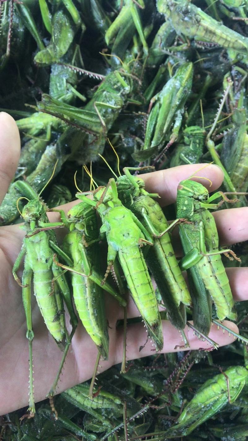 登倒山，棉蝗，大绿蚂蚱销售