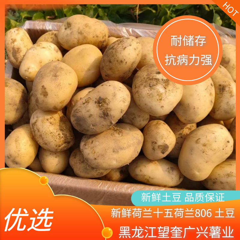 【优选】黑龙江土豆荷兰十五荷兰七颜色好薯型好土豆