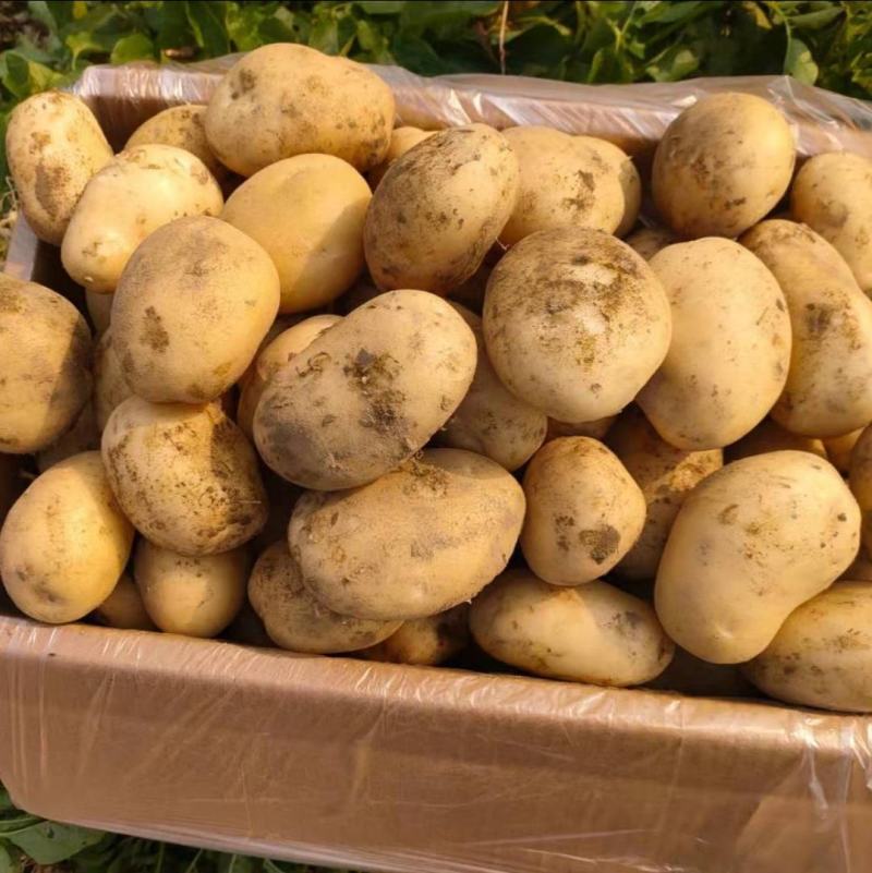 【优选】黑龙江土豆荷兰十五荷兰七颜色好薯型好土豆