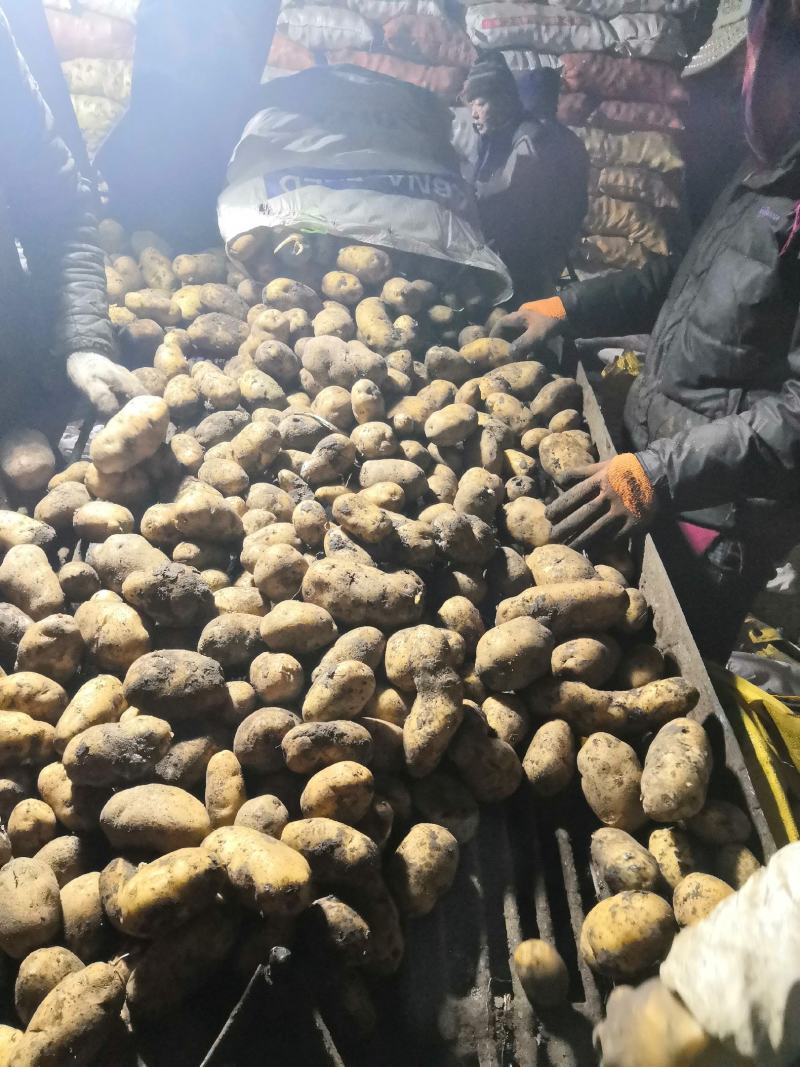 【优选】黑龙江土豆荷兰十五荷兰七颜色好薯型好土豆