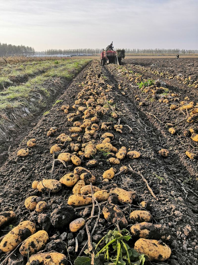 【优选】黑龙江土豆荷兰十五荷兰七颜色好薯型好土豆