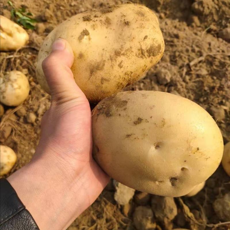 【优选】黑龙江土豆荷兰十五荷兰七颜色好薯型好土豆