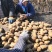【优选】黑龙江土豆荷兰十五荷兰七颜色好薯型好土豆