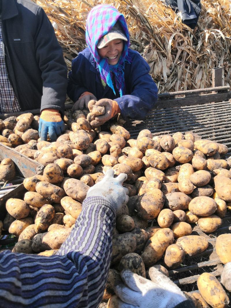 【优选】黑龙江土豆荷兰十五荷兰七颜色好薯型好土豆
