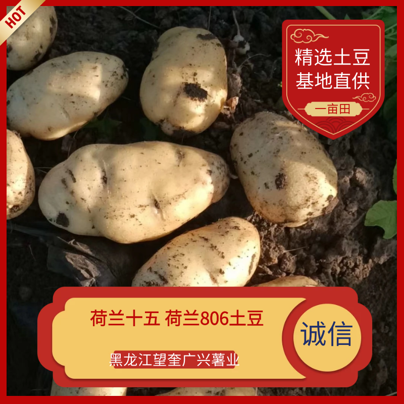 【优选】黑龙江土豆荷兰十五荷兰七颜色好薯型好土豆