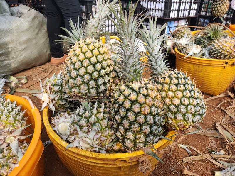 徐闻菠萝大量供应，产地直发，全国接单