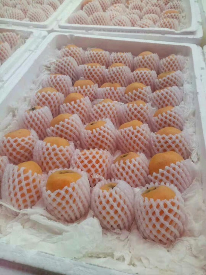 枇杷米易蒙自全国空运当天到配送货