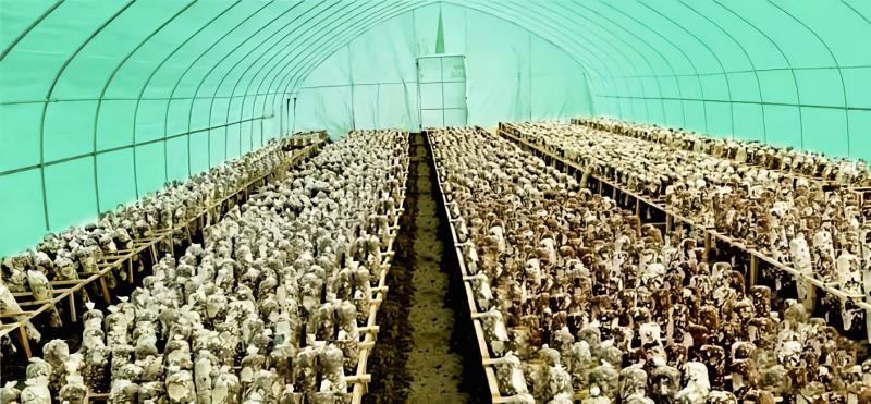 大棚膜食用菌专用绿白膜防航拍养殖专用膜高避光高保温