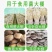大棚膜食用菌专用绿白膜防航拍养殖专用膜高避光高保温