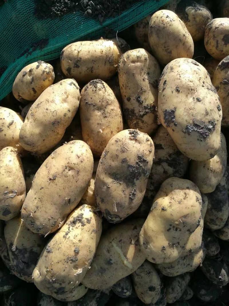 【推荐】黑龙江脱毒荷十五土豆种子抗病强耐储存产量高