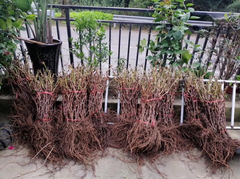 爬藤水晶葡萄树苗南方北方无核盆栽珍珠葡萄苗青葡萄青提葡萄
