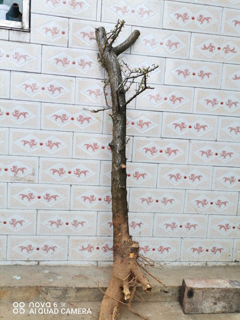 火棘盆景地景大量供应