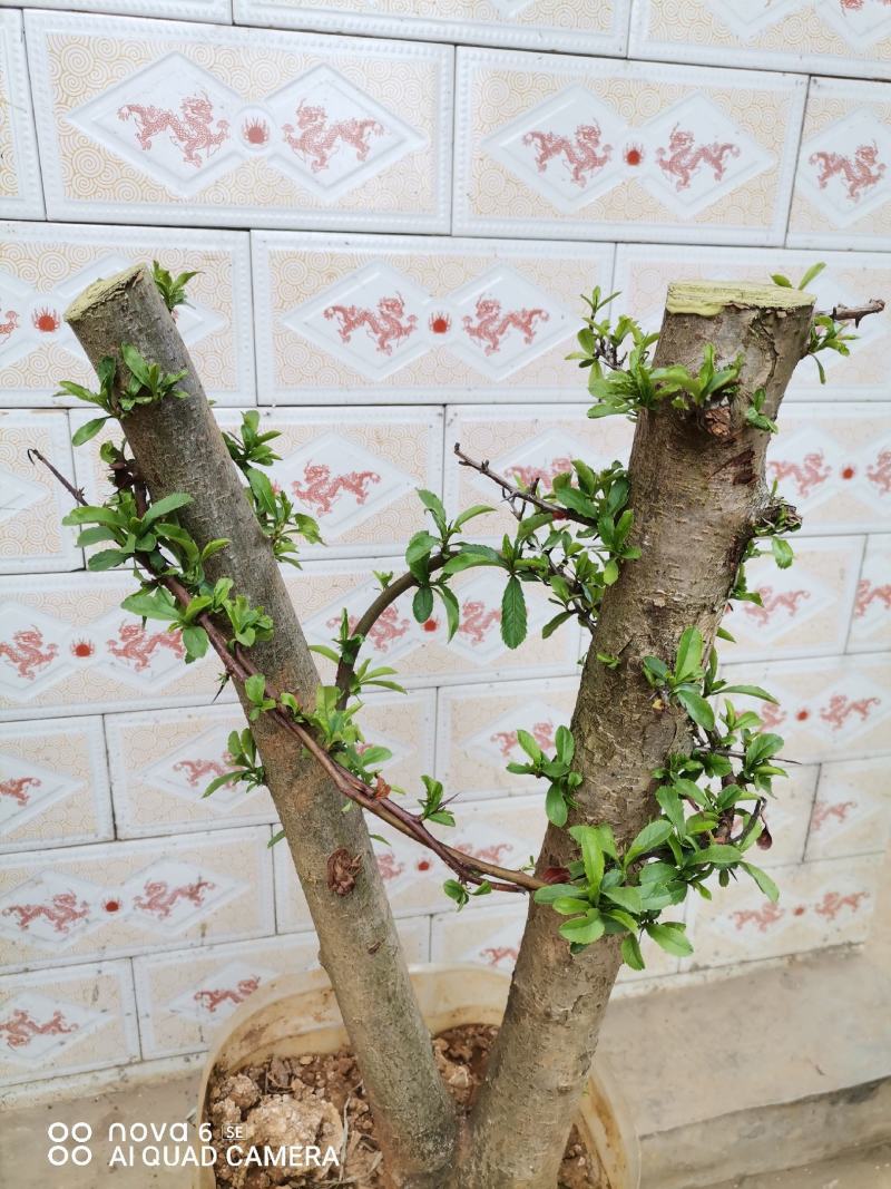 火棘盆景地景大量供应