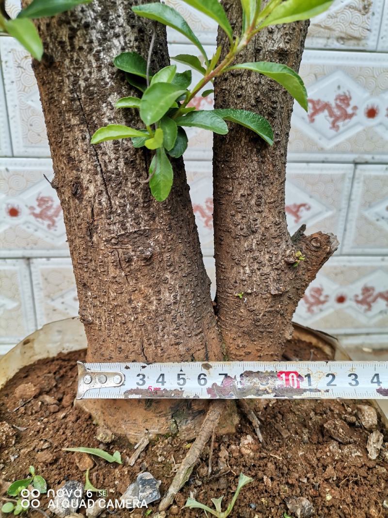 火棘盆景地景大量供应