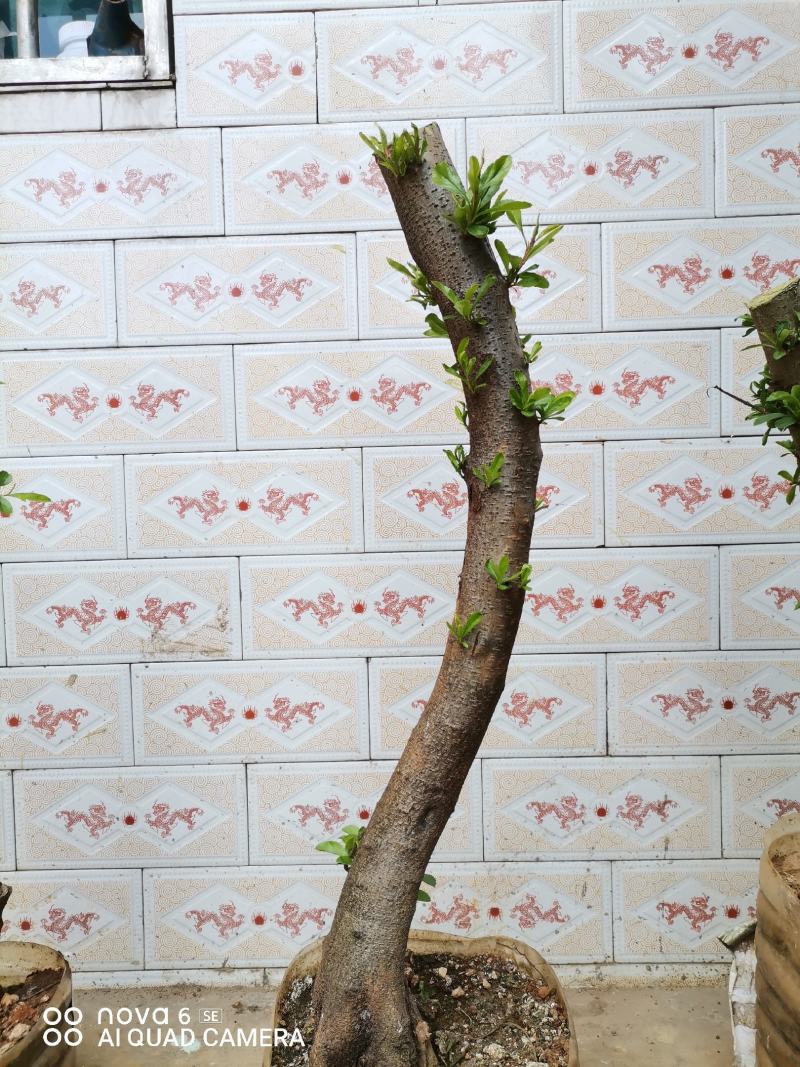 火棘盆景地景大量供应