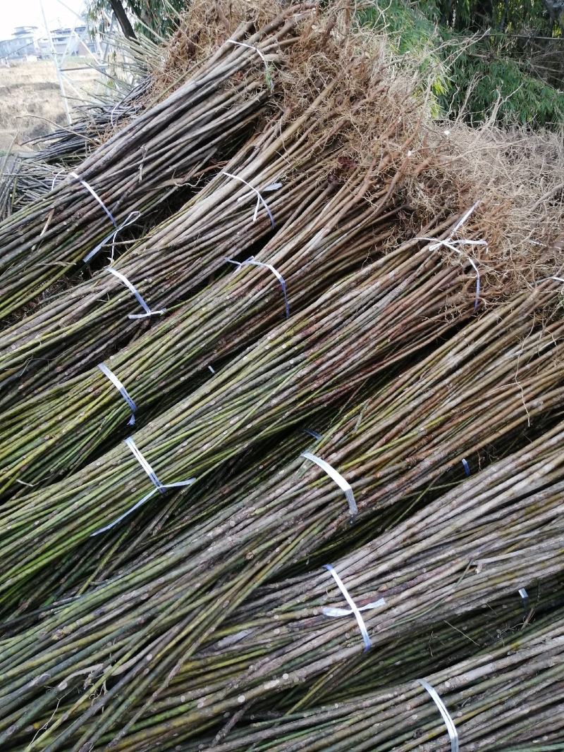 三年桐苗基地批发，买油桐苗请选择重庆俊尧专业油桐培育公司