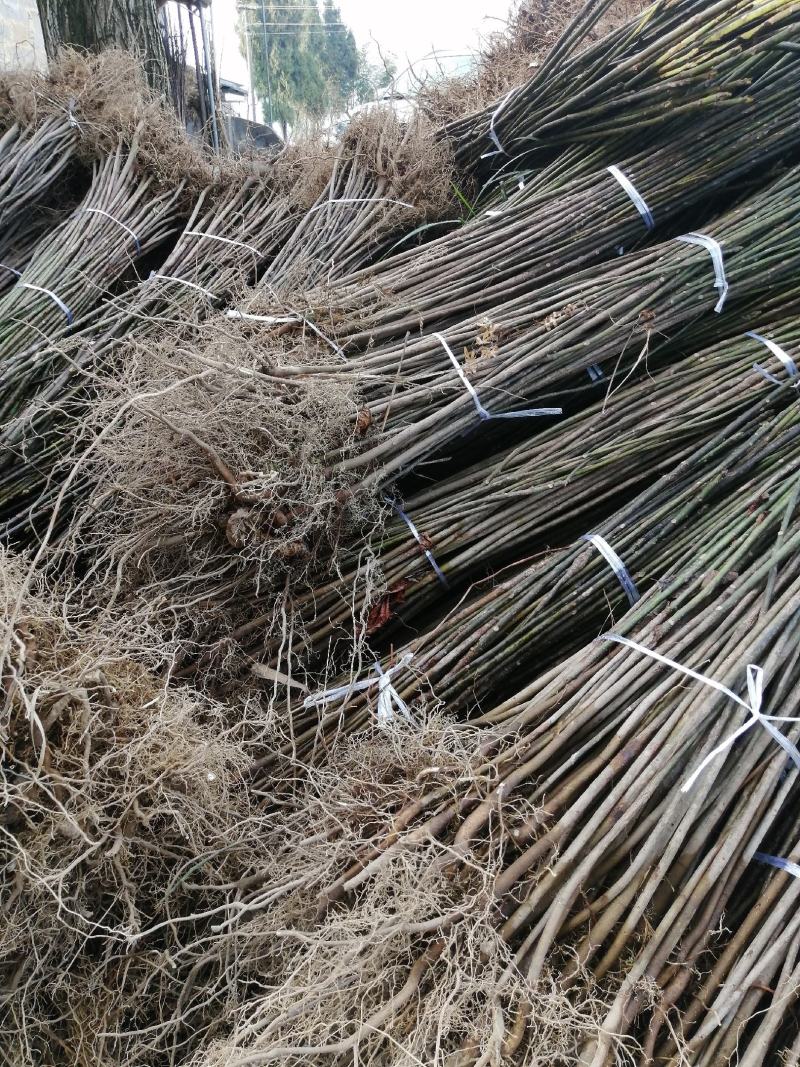 三年桐苗基地批发，买油桐苗请选择重庆俊尧专业油桐培育公司
