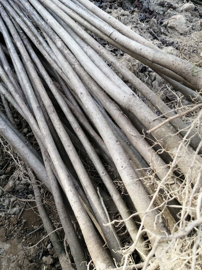 三年桐苗基地批发，买油桐苗请选择重庆俊尧专业油桐培育公司
