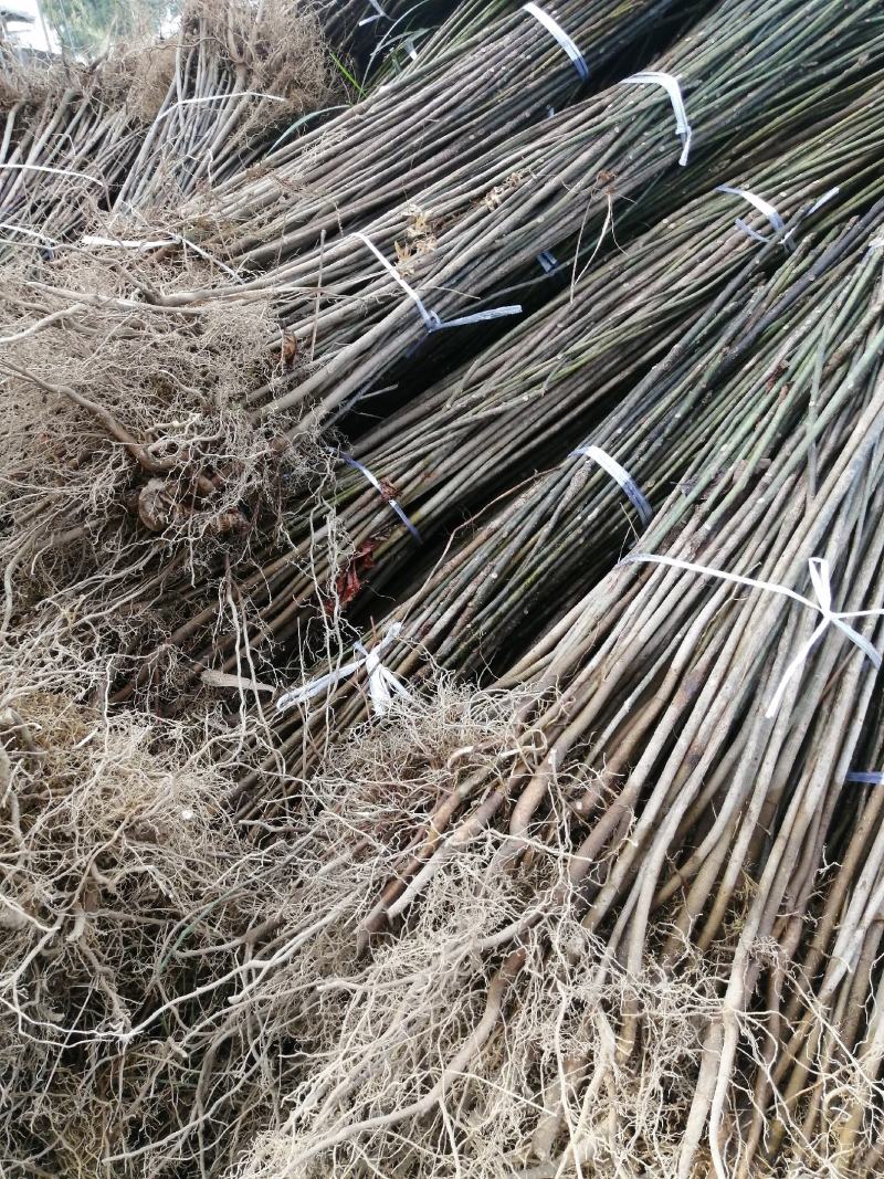 三年桐苗基地批发，买油桐苗请选择重庆俊尧专业油桐培育公司