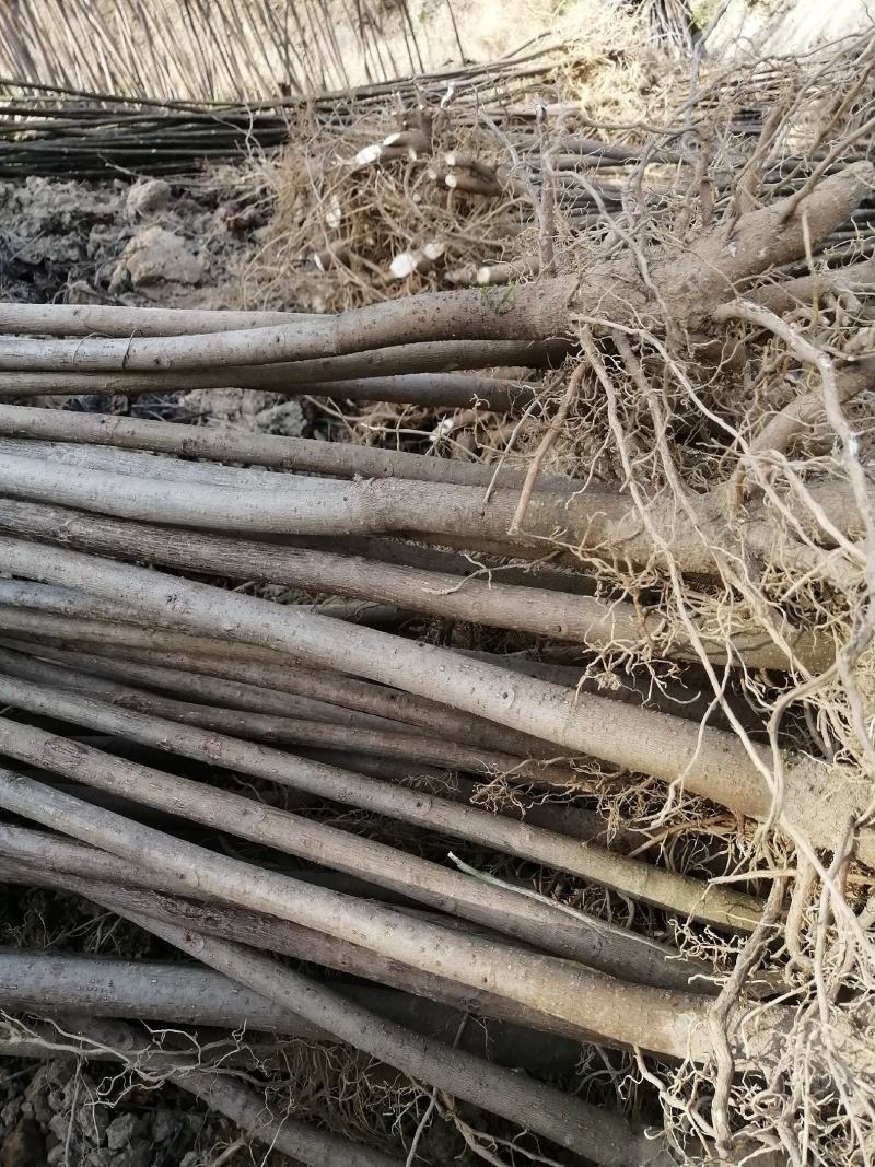 三年桐苗基地批发，买油桐苗请选择重庆俊尧专业油桐培育公司