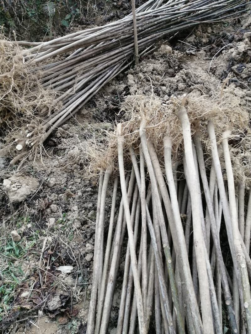 三年桐苗基地批发，买油桐苗请选择重庆俊尧专业油桐培育公司