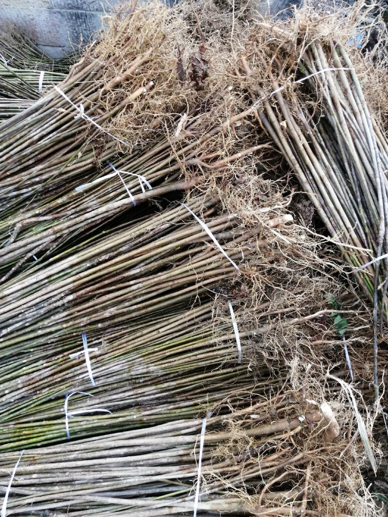 三年桐苗基地批发，买油桐苗请选择重庆俊尧专业油桐培育公司