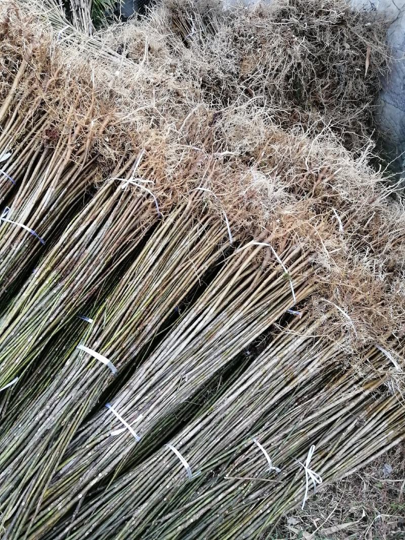 三年桐苗基地批发，买油桐苗请选择重庆俊尧专业油桐培育公司